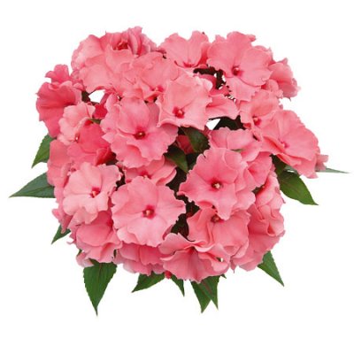 Lyckliga Lotta Rokoko Charlotte, stickling 3-pack