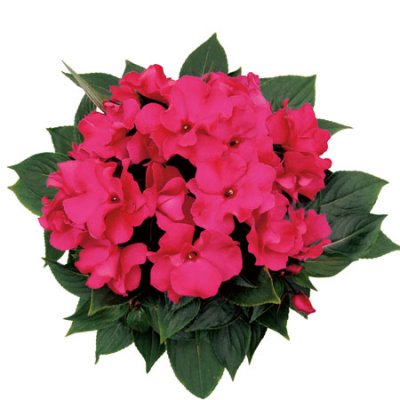 Lyckliga Lotta Rokoko Isabeau, stickling 3-pack