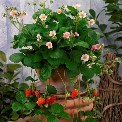 Fragaria x ananassa Pink Triathlon, Ampeljordgubbe, P11cm
