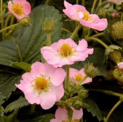 Fragaria x ananassa Pink Triathlon, Ampeljordgubbe, P11cm