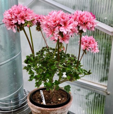 Dvärgpelargon Rookley, kruka