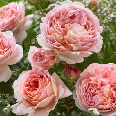 austin Abraham Darby ® (Auscot), Engelsk Buskros, C6