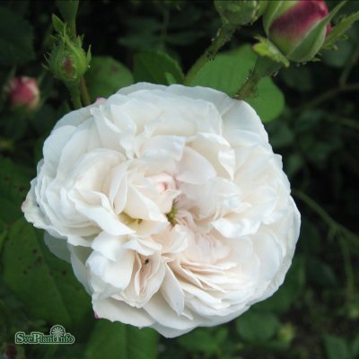 Madame Plantier, Buskros