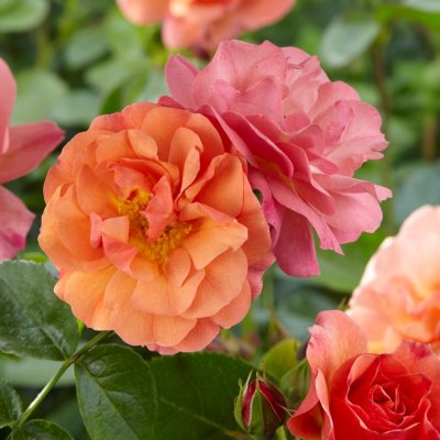floribunda Aprikola ® (Kororbe), Floribundaros, C4