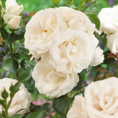 floribunda Aspirin Rose ® (Taniripsa), Floribundaros, barrot 1st