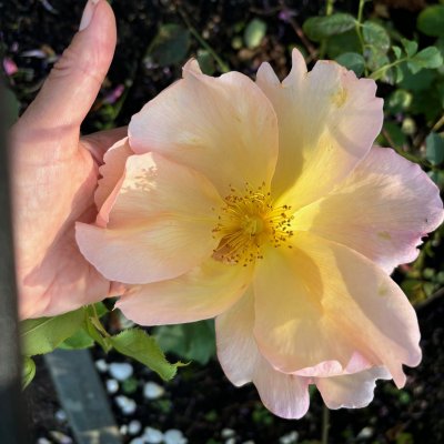 Rosa austin Fighting Temeraire ®