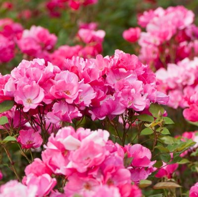 floribunda Betty Prior, Floribundaros, C4