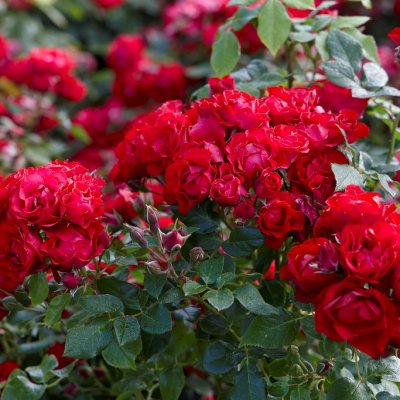 floribunda Black Forest Rose, Marktäckarros, C4