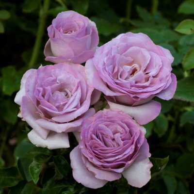 tehybrid Blue Girl ® (Sautari), Tehybridros, C4