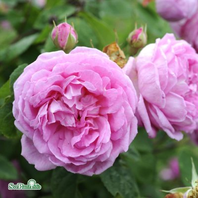 Blomsterhult, Buskros