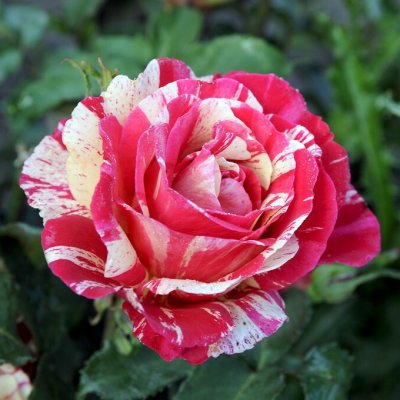 Rosa tehybrid Brocéliande ®