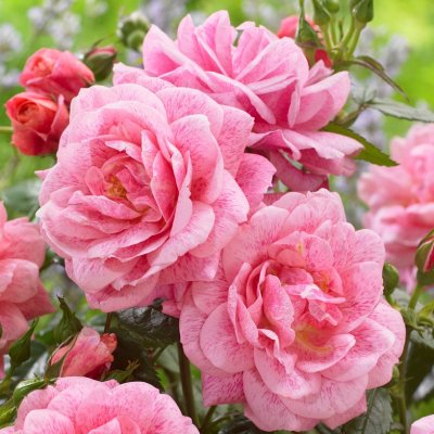 Camelot ® (Tan05372) (Invictus), Klätterros/Buskros, C4