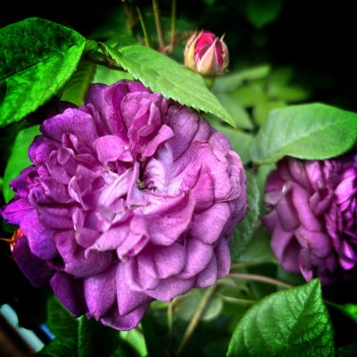 Rosa gallica Cardinal de Richelieu (Rose Van Sian)