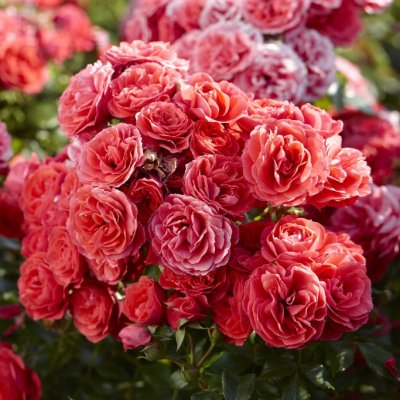Rosa floribunda Cherry Girl ®