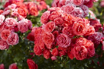 Rosa floribunda Cherry Girl ®
