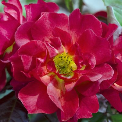 floribunda Cinco de Mayo ® (Wekcobeju), Floribundaros, barrot 1st