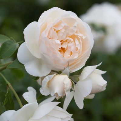 austin Claire (Ausprior), Engelsk Buskros, C6