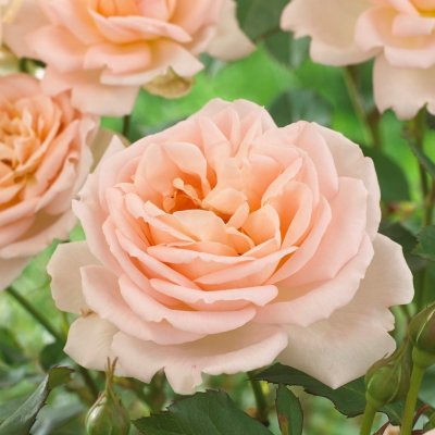 Renaissance ® Clair ™ (Poulsyng), Modern Buskros, C4
