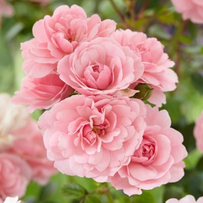 floribunda Climbing Canibo (Climbing Bonica), Klätterros, C4