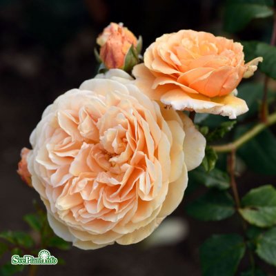 Rosa austin Crown Princess Margareta (Auswinter) C6