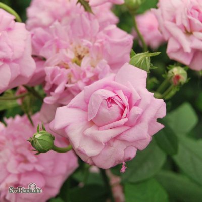 Rosa damascena Ispahan C4