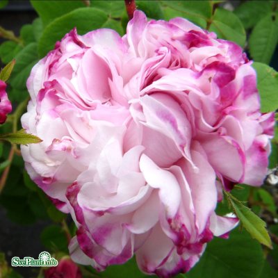 Rosa damascena Pink Leda C4