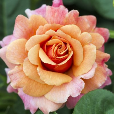 floribunda Easy Does It ®, Floribundaros, barrot 1st