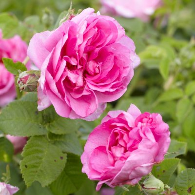 francofurtana Impératrice Joséphine (Empress Josephine), Francofurtanaros, C4