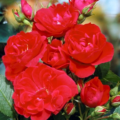 kordesii Flammentanz (Korflata), Klätterros, C4