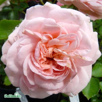 Rosa floribunda Dronning Margrethe ™ C4