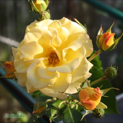 Rosa floribunda Goldmarie 82 ® C4