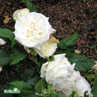 Rosa floribunda The Dove (La Paloma 85) C4