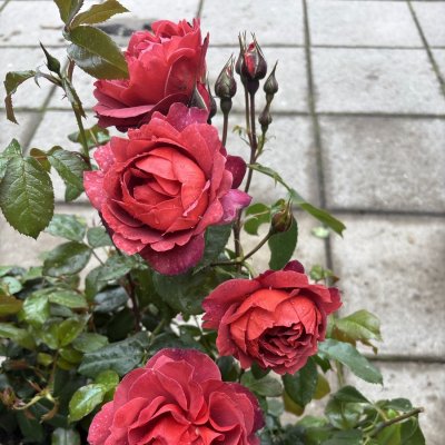 Rosa floribunda Hot Chocolate ® (Hot Cocoa)