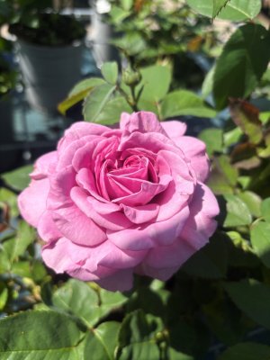 Rosa floribunda Lavender Ice ®, Floribundaros