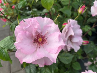 Rosa floribunda Odyssey ™
