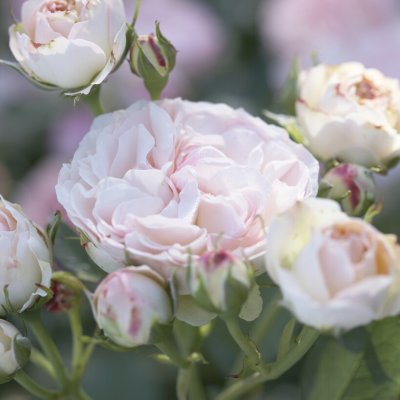 floribunda Pastella ®, Floribundaros