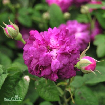 Rosa gallica Cardinal de Richelieu C4