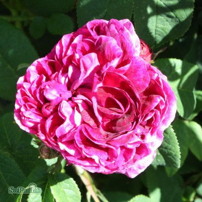 Rosa gallica Charles de Mills C4