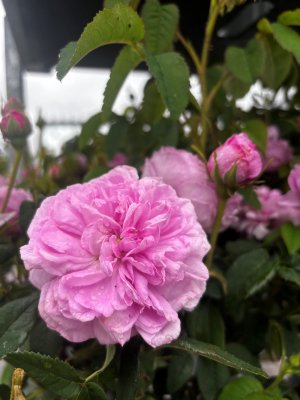 Rosa gallica Aimable Amie, Gallicaros