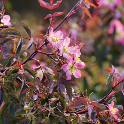 glauca (rubrifolia), Daggros, C4