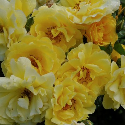floribunda Golden Gate (Korrogilo), Klätterros, C4