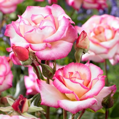 Händel (Macha), Buskros/Klätterros, C4