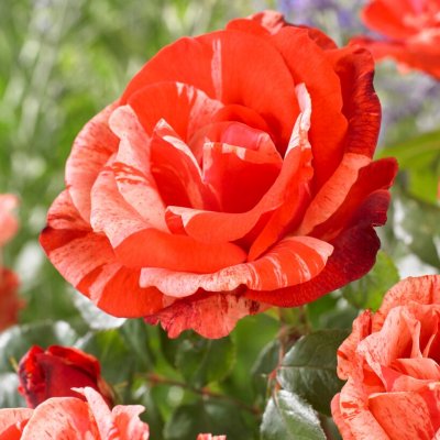 floribunda Hanky Panky ® (Wektorcent), Floribundaros, C4