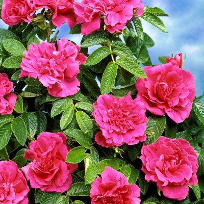 Rosa rugosa Hansa, Buskros 10-pack, 30-50 barrot