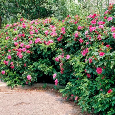 Rosa rugosa Hansa, Buskros 10-pack, 30-50 barrot