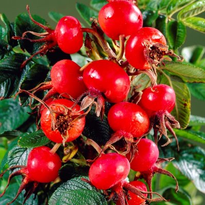 Rosa rugosa Hansa, Buskros 10-pack, 30-50 barrot