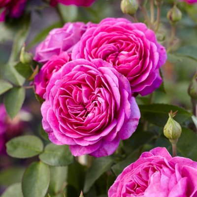 floribunda Heidi Klum Rose ® (Tan00681), Floribundaros, barrot 1st