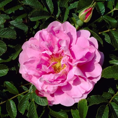 rugosa Jens Munk, Kanadensisk Buskros, C4