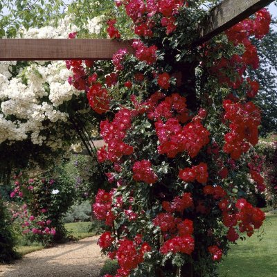 kordesii Dortmund, Klätterros/Buskros