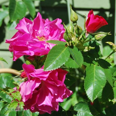 Rosa kordesii John Cabot C4